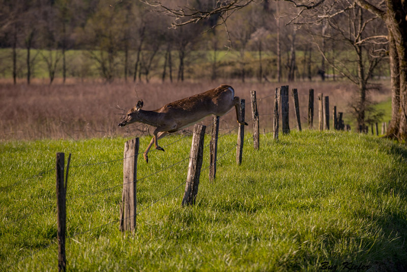 Morning Leap