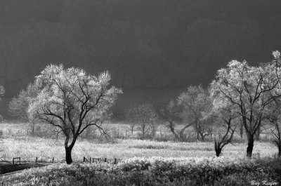Trees on a Frosty Morning