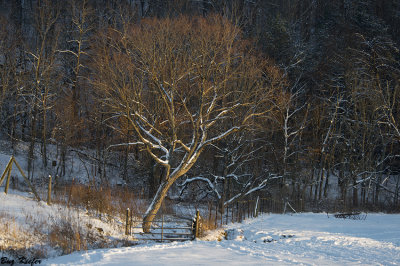Streamside Hickory in Snow 