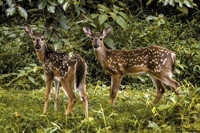 Twin Fawns