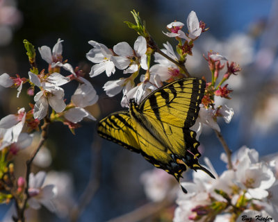 Spring Swallowtail on a Cherry Blossom 