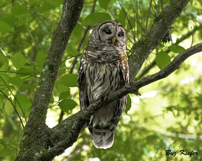 Barred Owl in a Dogwood 