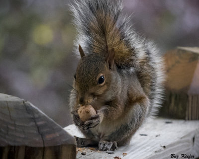 Squirrel On Deck With Hickory Nut 