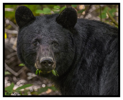 Black Bear in Late Spring