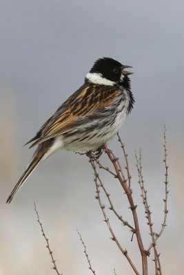 ReedBunting1.jpg