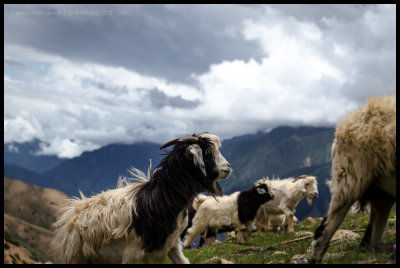 sheep and goats grazing near Nara La