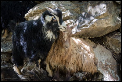 Tiny, fluffy goats