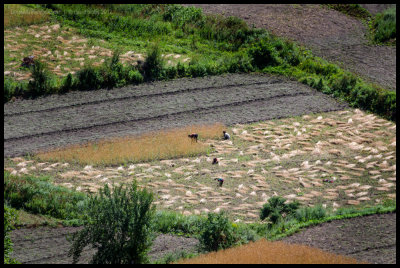 Harvesting