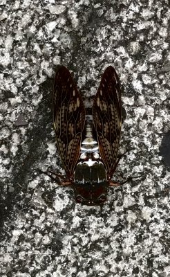 A sleepy cicada