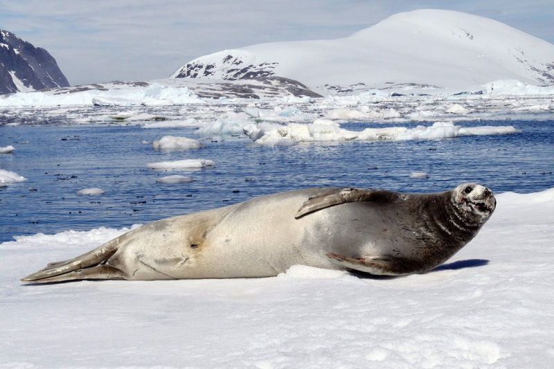 Crabeater seal 