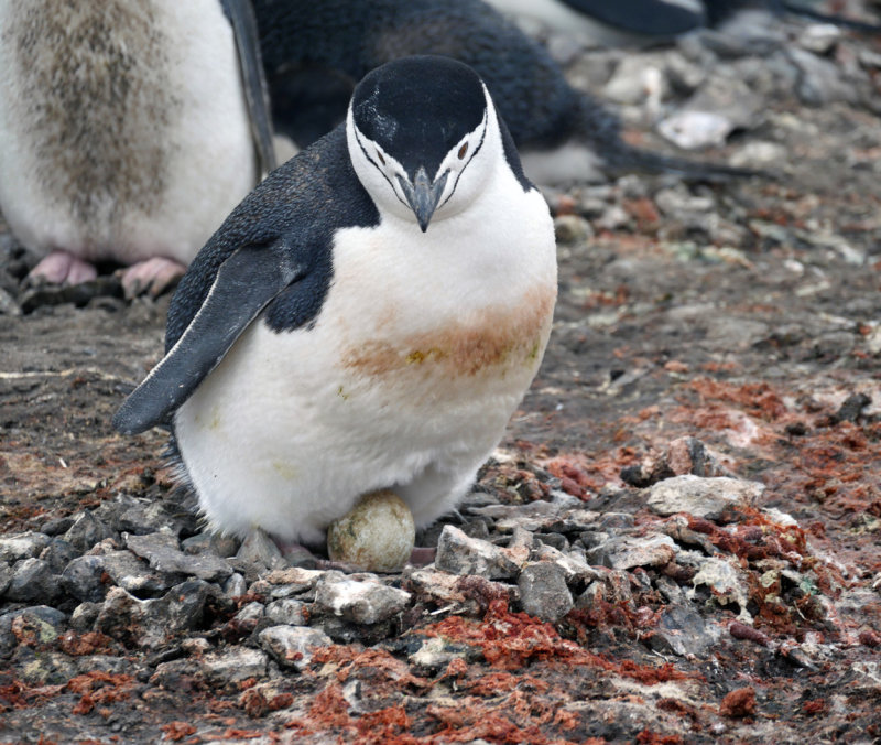 Penguin with egg  