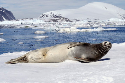 Crabeater seal 