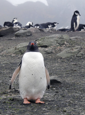 Gentoo penguin 