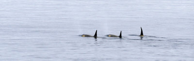 Orca pod 