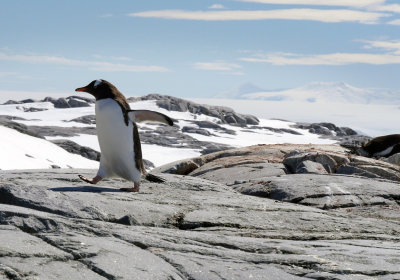 Penguin walking 