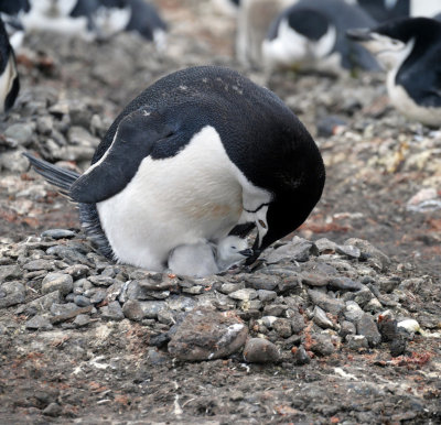 Penguin with chick  