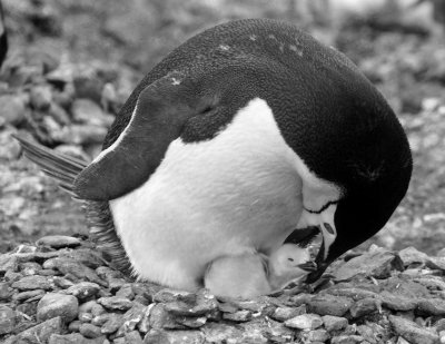 Penguin with chick b-w 