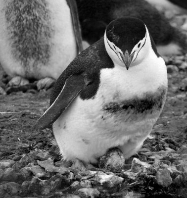 Penguin with egg ver2 b-w  