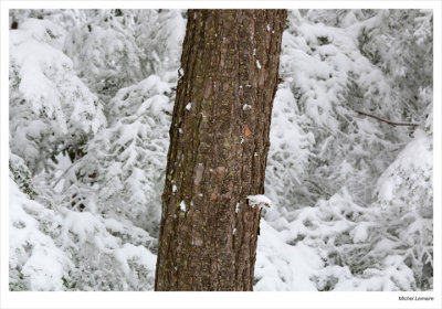 Neige28w.jpg
