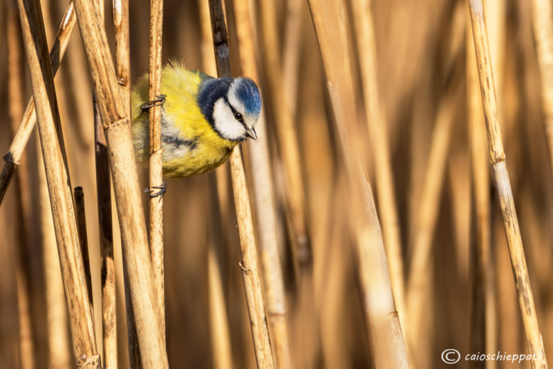 Cinciarella-Blue tit