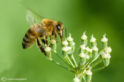 Apis mellifera