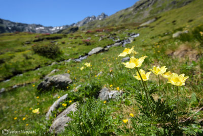 Passo del Foscagno,fioritura di Anemone giallo.