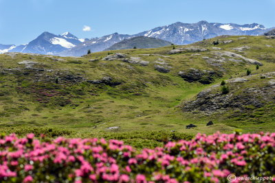 Fioritura di Rododendri al Passo del Foscagno.