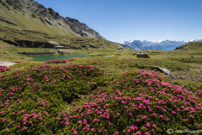 Fioritura di Rododendri al Passo del Foscagno.