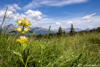 Genziane punteggiate al Passo del Mortirolo