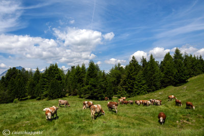 Alpeggio al Passo del Mortirolo