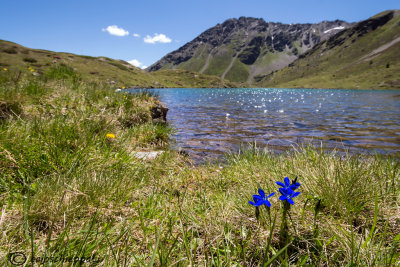 Il blù delle Genziane al Passo del Foscagno