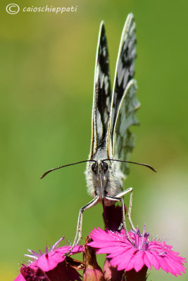 Melanargia galathea 