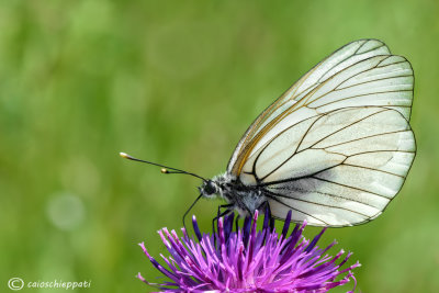 Aporia crataegi