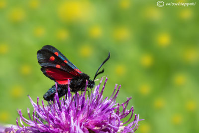 Zygaena filipendolae