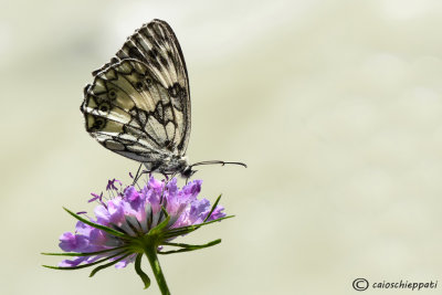 Melanargia galathea 