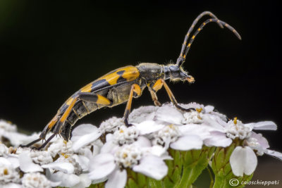 Leptura maculata 