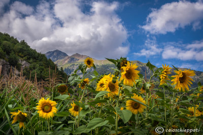 I girasoli di Migiondo