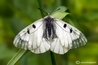 Parnassius Mnemosyne 