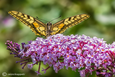 Papilio machaon