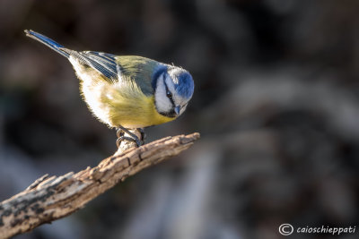 Cinciarella-Blue tit