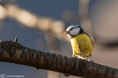 Cinciarella-Blue tit