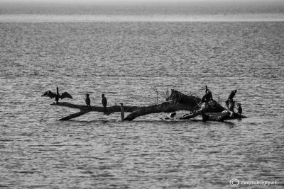 Cormorani al Pian di Spagna-Lago di Como
