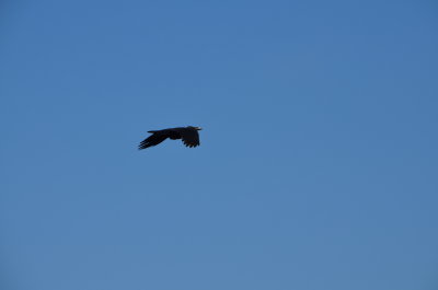 1_DSC_0104.JPG