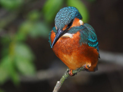 kingfisher