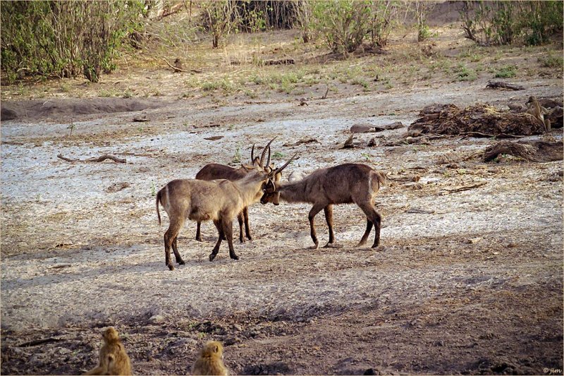 Playful Waterbuck & Audience