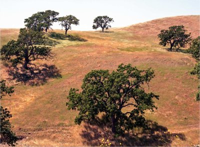 Oak Trees and Rolling Hills
