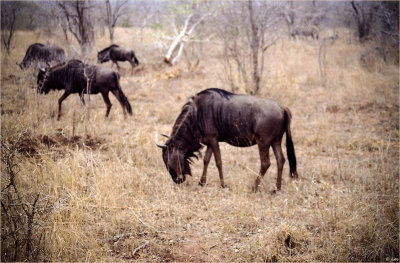 Wildebeest, Not Migrating...