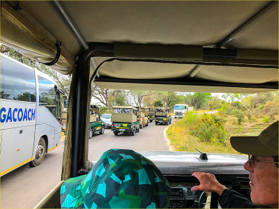 Safari Traffic