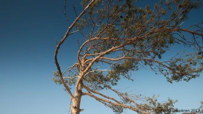 The pine: standing in the wind