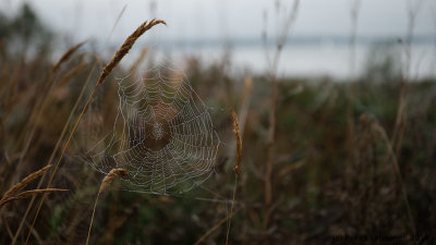 September spider web
